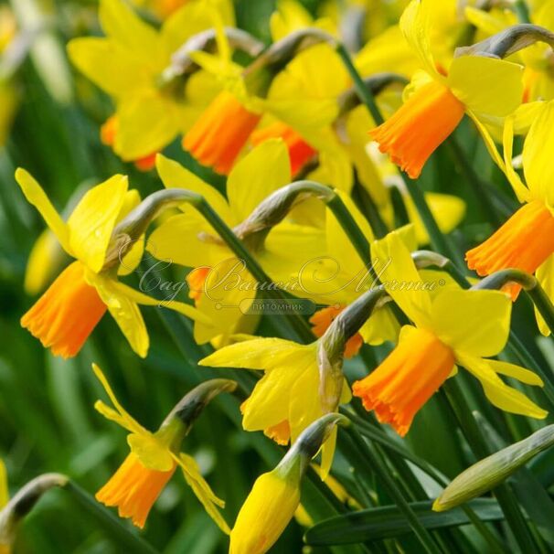 Нарцисс Джетфайр (Narcissus Jetfire) — фото 2