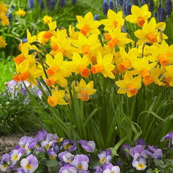 Нарцисс Джетфайр (Narcissus Jetfire) — фото 3