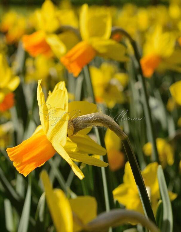 Нарцисс Джетфайр (Narcissus Jetfire) — фото 4