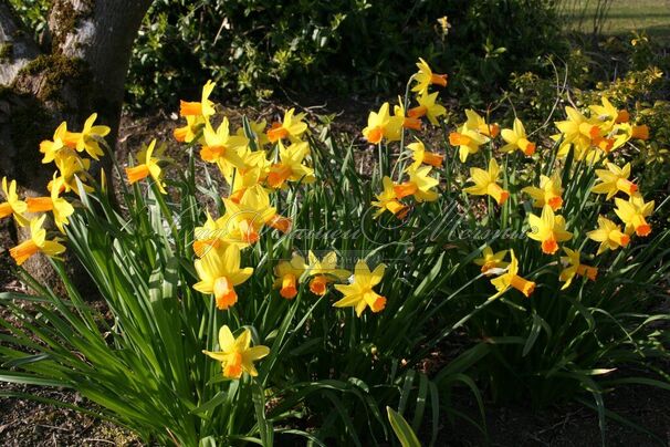 Нарцисс Джетфайр (Narcissus Jetfire) — фото 5
