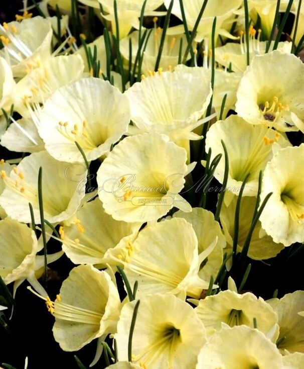 Нарцисс Джулия Джейн (Narcissus Julia Jane) — фото 2