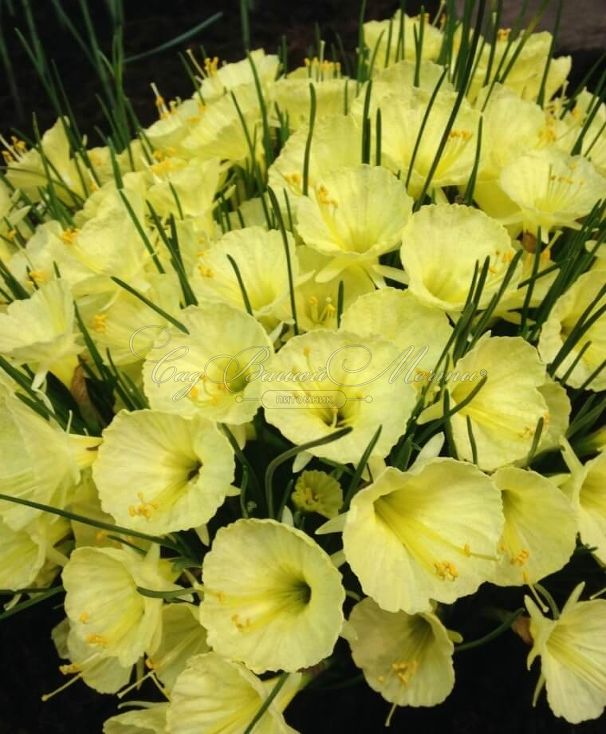 Нарцисс Джулия Джейн (Narcissus Julia Jane) — фото 3
