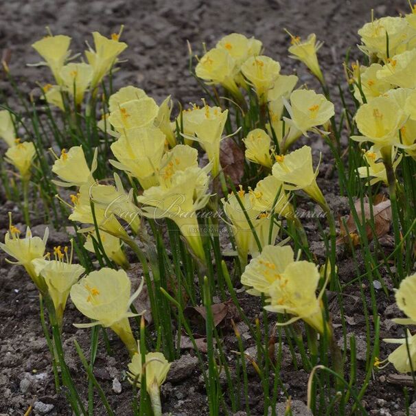 Нарцисс Джулия Джейн (Narcissus Julia Jane) — фото 5