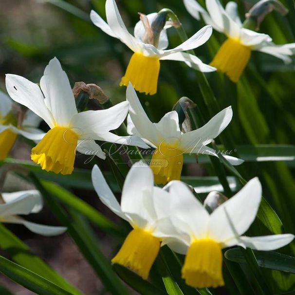 Нарцисс Джэк Снайп (Narcissus Jack Snipe) — фото 4