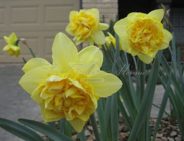 Нарцисс Дик Вилден (Narcissus Dick Wilden) — фото 4