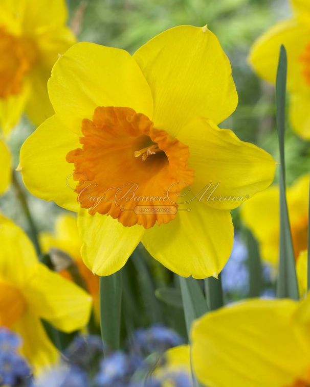 Нарцисс Йеллоу (Narcissus Yellow) — фото 2