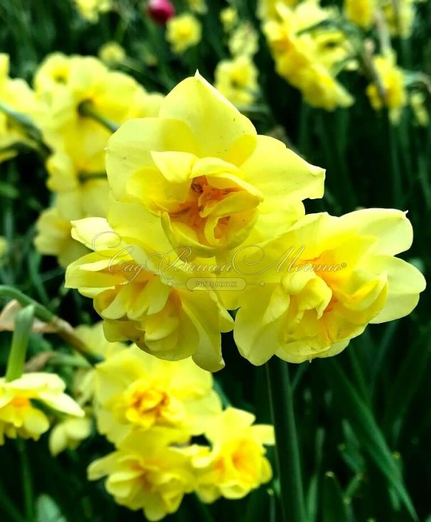 Нарцисс Йеллоу Чирфулнэс (Narcissus Yellow Cheerfulness) — фото 2
