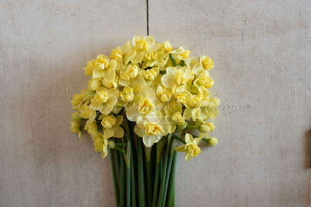 Нарцисс Йеллоу Чирфулнэс (Narcissus Yellow Cheerfulness) — фото 3