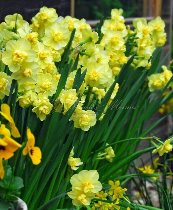 Нарцисс Йеллоу Чирфулнэс (Narcissus Yellow Cheerfulness) — фото 5