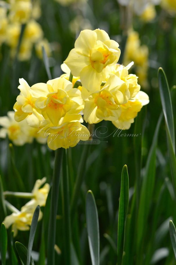 Нарцисс Йеллоу Чирфулнэс (Narcissus Yellow Cheerfulness) — фото 6