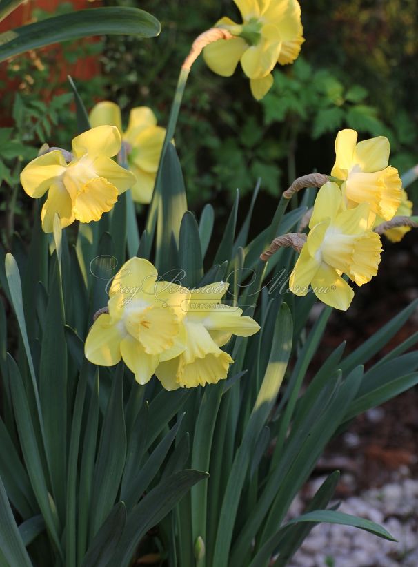 Нарцисс Каирнгорм (Narcissus Cairngorm) — фото 2