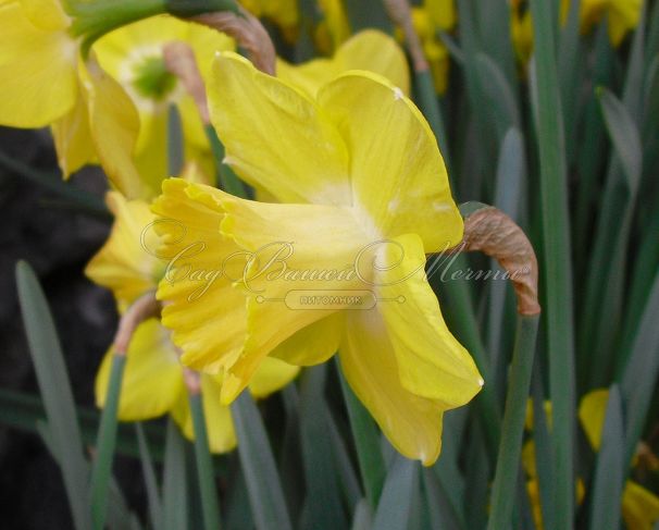 Нарцисс Каирнгорм (Narcissus Cairngorm) — фото 3