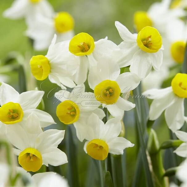 Нарцисс канальцевый (Narcissus Canaliculatus) — фото 2