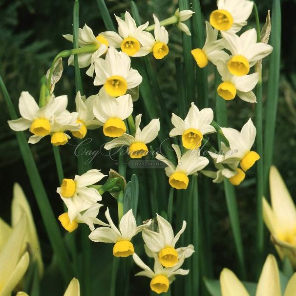 Нарцисс канальцевый (Narcissus Canaliculatus) — фото 3