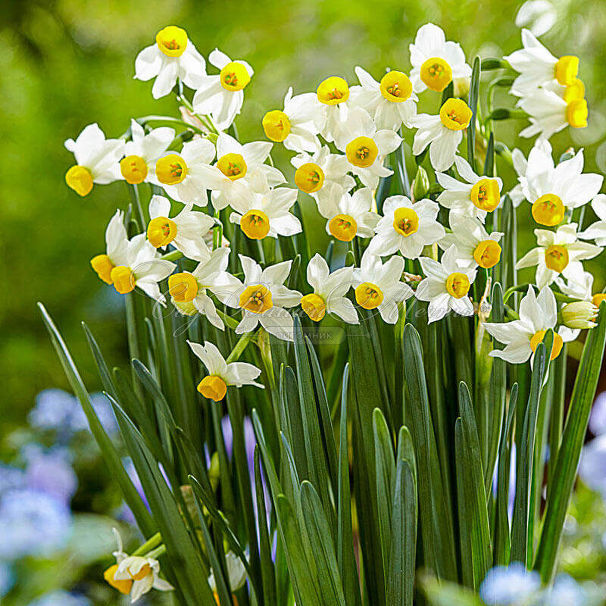 Нарцисс канальцевый (Narcissus Canaliculatus) — фото 4