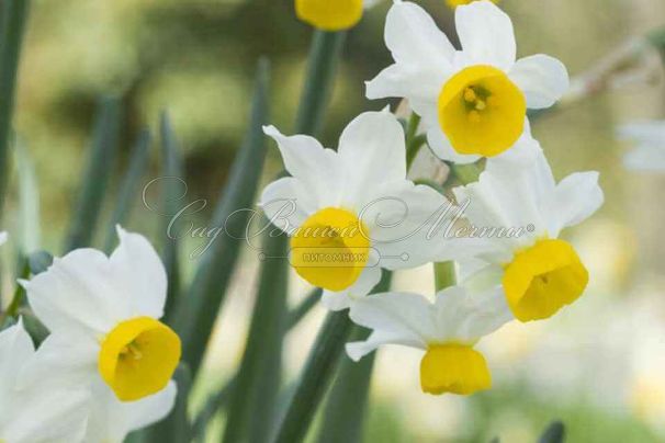Нарцисс канальцевый (Narcissus Canaliculatus) — фото 5