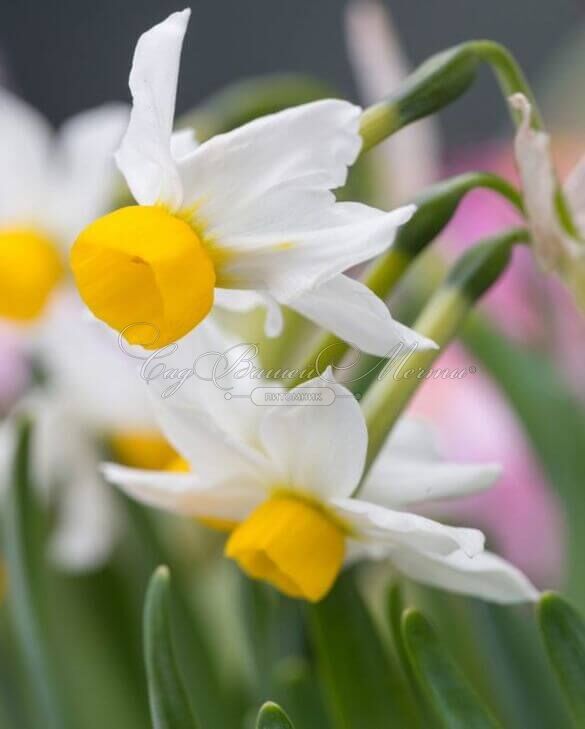 Нарцисс канальцевый (Narcissus Canaliculatus) — фото 6