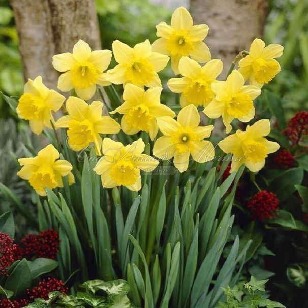 Нарцисс Карлтон (Narcissus Carlton) — фото 2