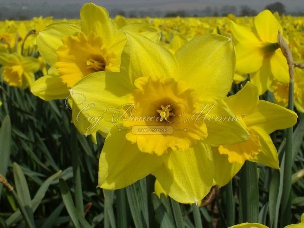 Нарцисс Карлтон (Narcissus Carlton) — фото 3