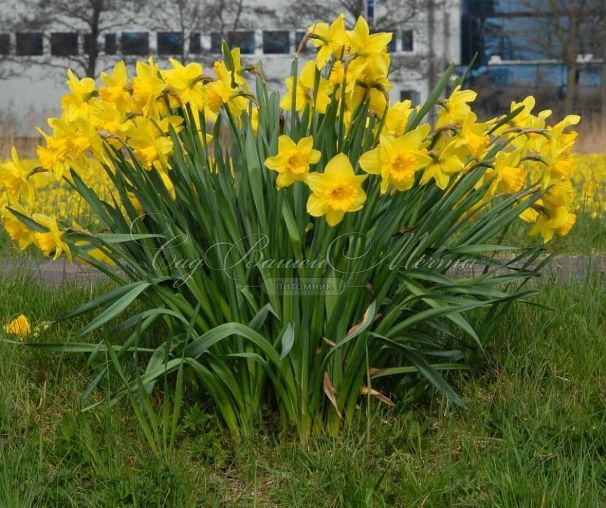 Нарцисс Карлтон (Narcissus Carlton) — фото 4