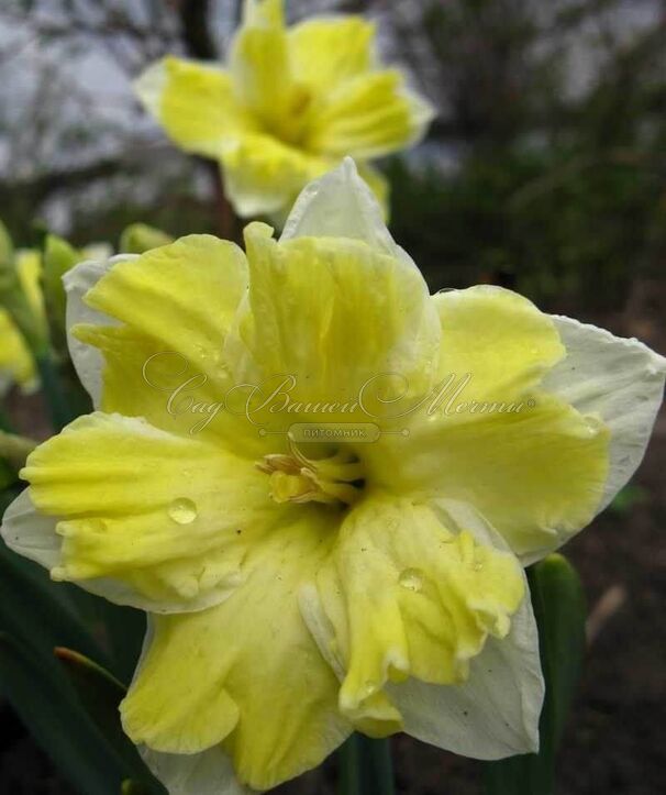 Нарцисс Кассата (Narcissus Cassata) — фото 2