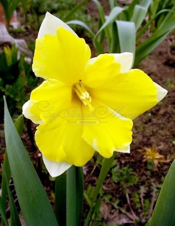 Нарцисс Кассата (Narcissus Cassata) — фото 3