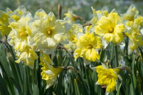 Нарцисс Кассата (Narcissus Cassata) — фото 4