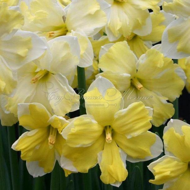 Нарцисс Кассата (Narcissus Cassata) — фото 5