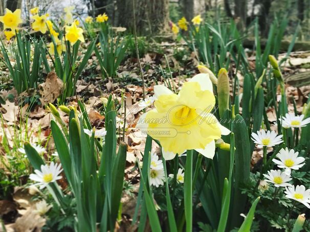 Нарцисс Кассата (Narcissus Cassata) — фото 6