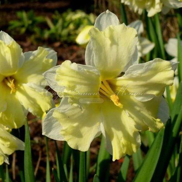 Нарцисс Кассата (Narcissus Cassata) — фото 7