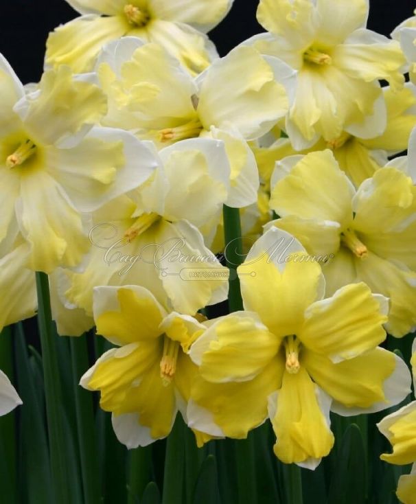 Нарцисс Кассата (Narcissus Cassata) — фото 8