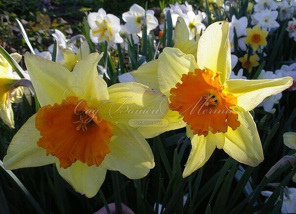 Нарцисс Корал Краун (Narcissus Coral Crown) — фото 3