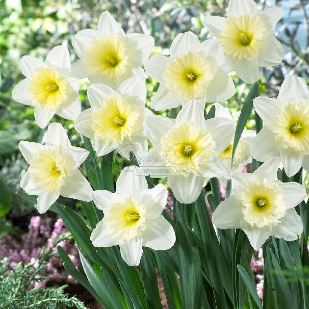 Нарцисс крупнокорончатый Белый (Narcissus Large Cup White) — фото 2
