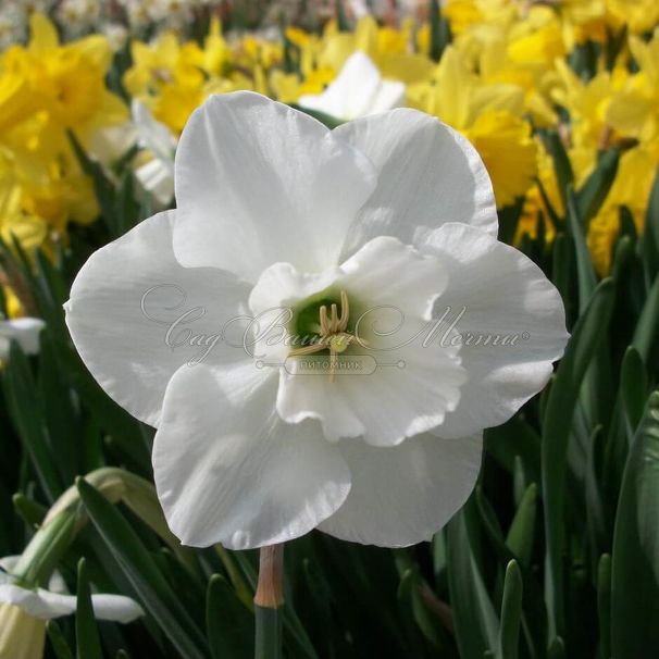 Нарцисс крупнокорончатый Белый (Narcissus Large Cup White) — фото 3