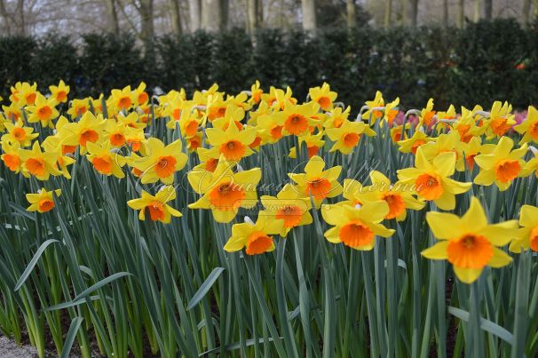 Нарцисс крупнокорончатый Желто-красный (Narcissus Large Cup Yellow-Red) — фото 2