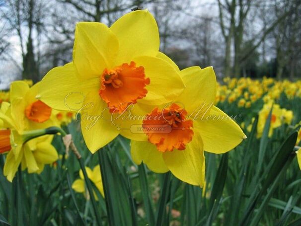 Нарцисс крупнокорончатый Желто-красный (Narcissus Large Cup Yellow-Red) — фото 3