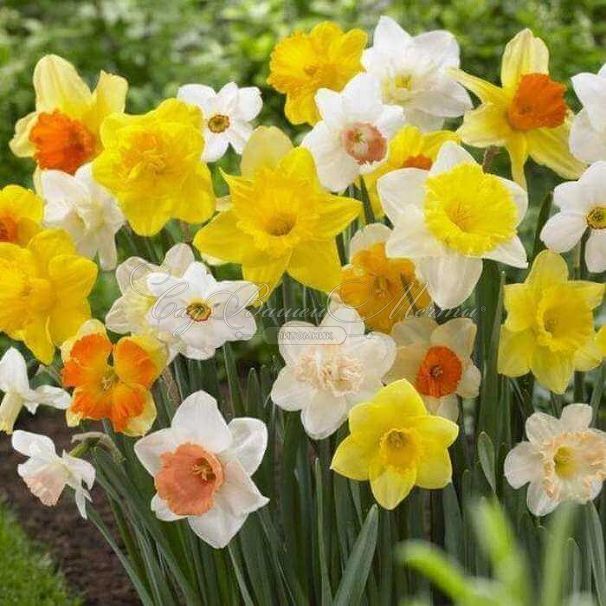 Нарцисс крупнокорончатый Микс (Narcissus Large Cupped Mix) — фото 2