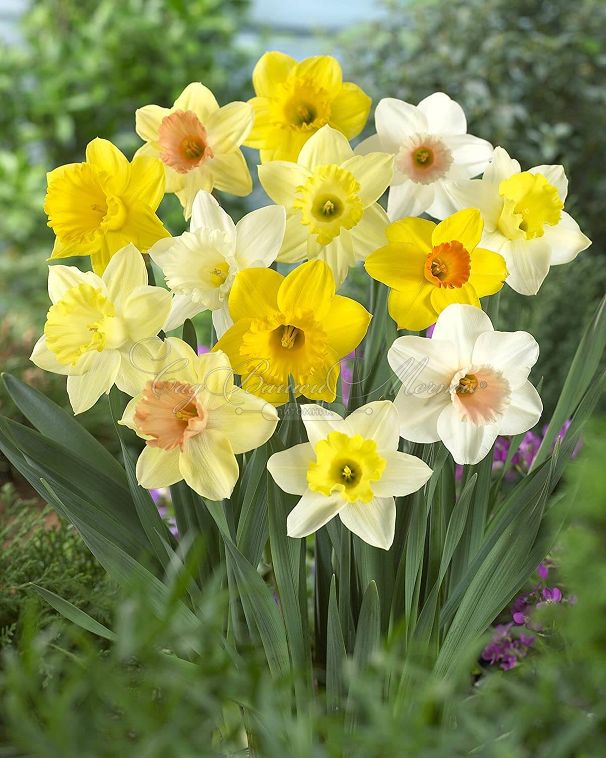 Нарцисс крупнокорончатый Микс (Narcissus Large Cupped Mix) — фото 4