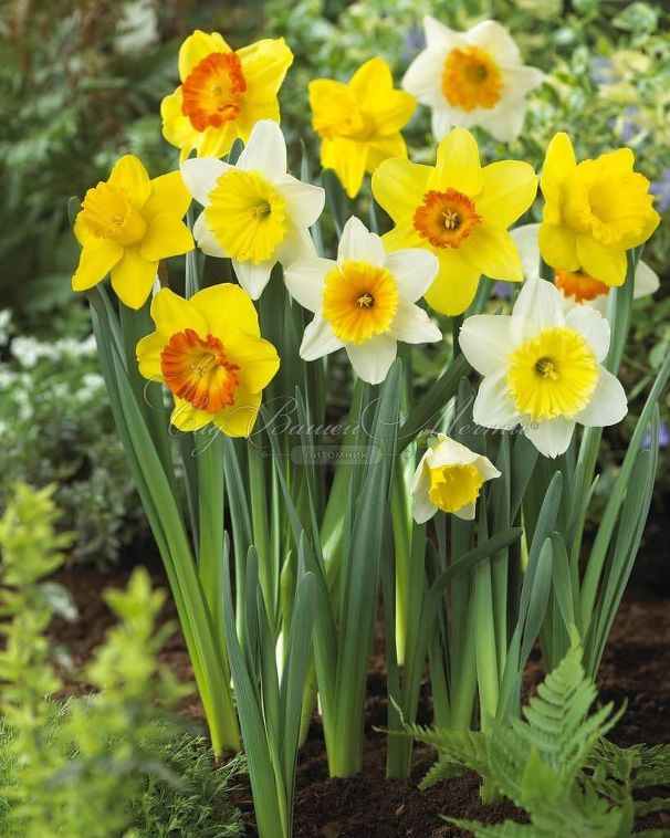 Нарцисс крупнокорончатый Микс (Narcissus Large Cupped Mix) — фото 6