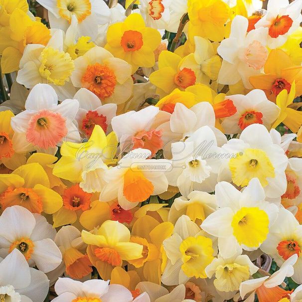 Нарцисс крупнокорончатый Микс (Narcissus Large Cupped Mix) — фото 7