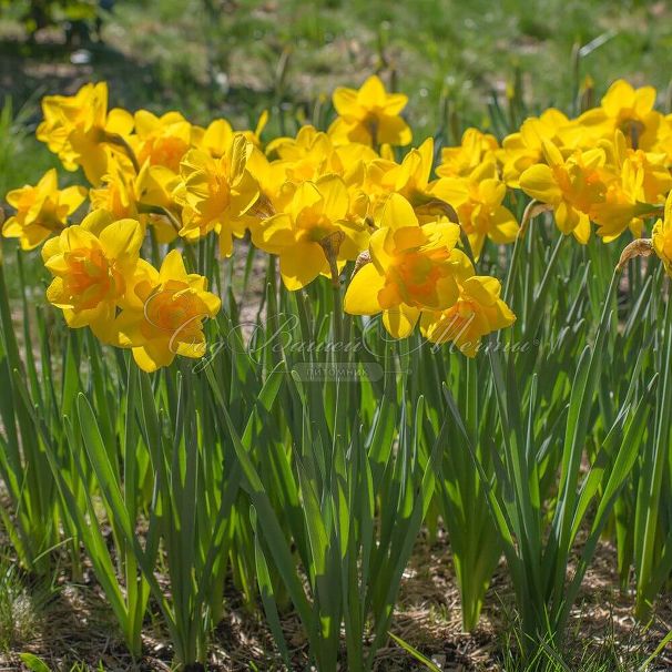 Нарцисс Куинс Дэй (Narcissus Queen's Day) — фото 2