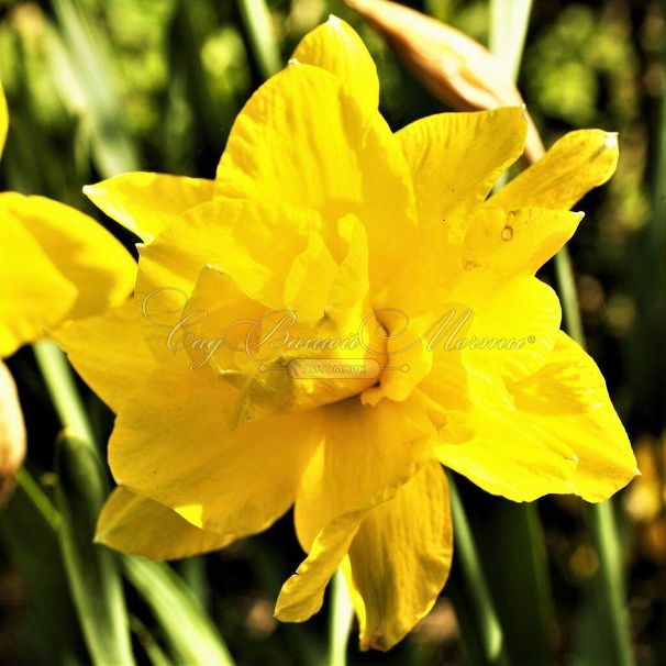 Нарцисс Куинс Дэй (Narcissus Queen's Day) — фото 3