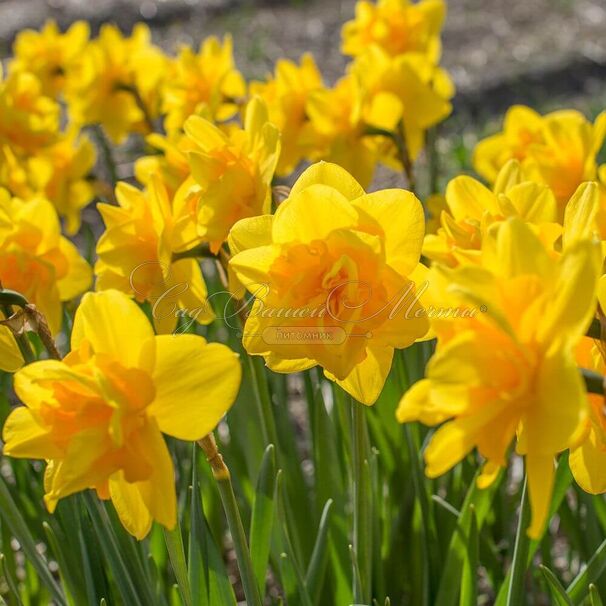 Нарцисс Куинс Дэй (Narcissus Queen's Day) — фото 4