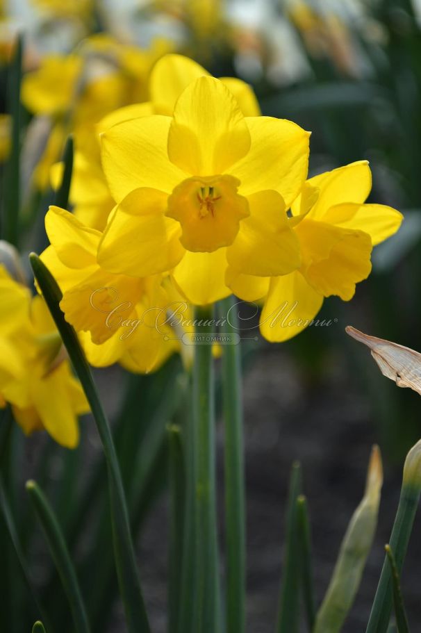 Нарцисс Куэйл (Narcissus Quail) — фото 2
