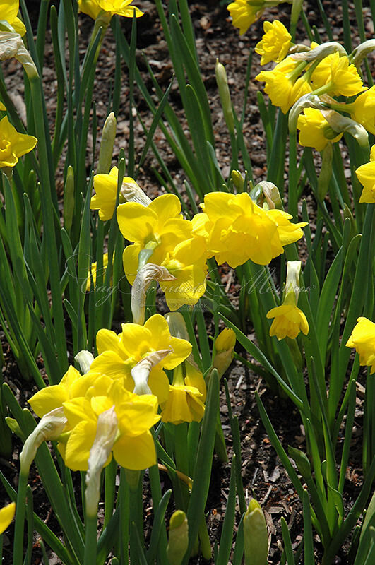 Нарцисс Куэйл (Narcissus Quail) — фото 5