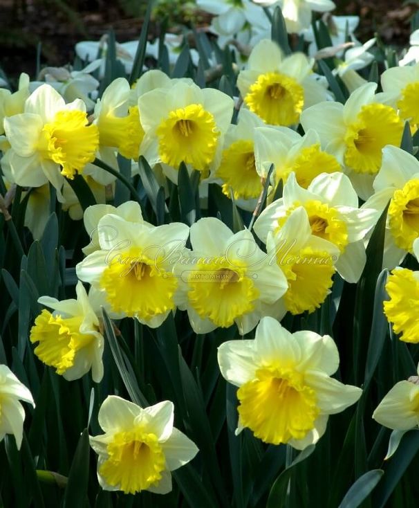 Нарцисс Лас Вегас (Narcissus Las Vegas) — фото 3