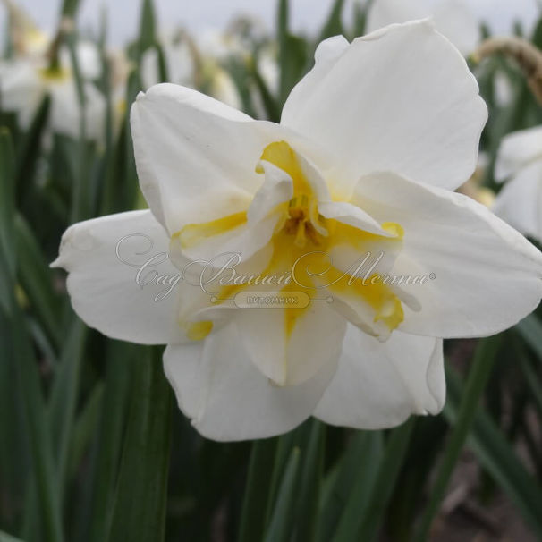 Нарцисс Лемон Бьюти (Narcissus Lemon Beauty) — фото 2