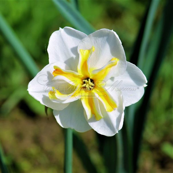 Нарцисс Лемон Бьюти (Narcissus Lemon Beauty) — фото 3