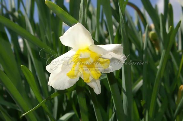Нарцисс Лемон Бьюти (Narcissus Lemon Beauty) — фото 4
