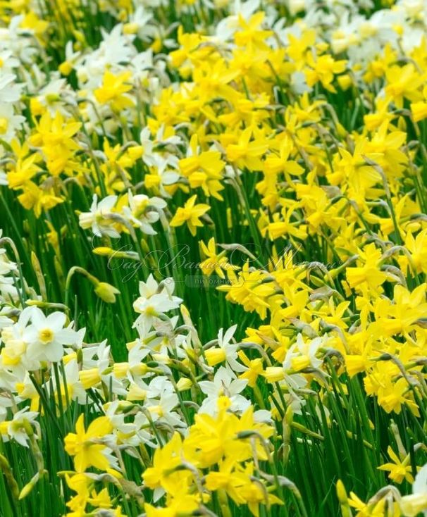 Нарцисс Лемон Сэйлбоат (Narcissus Lemon Sailboat) — фото 4